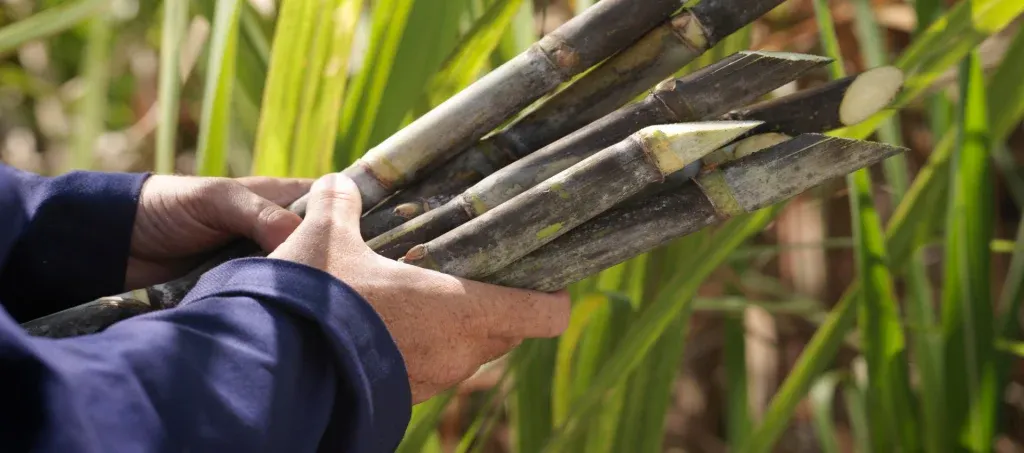 Hands holding freshly cut sugarcane stalks